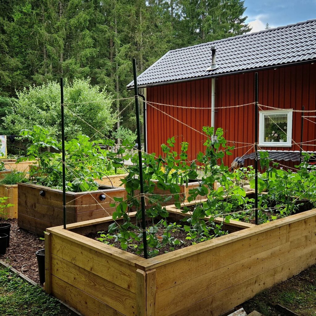 Our Garden